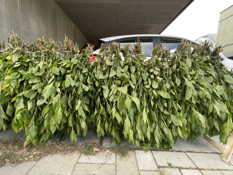 Indigo Leaf Donation