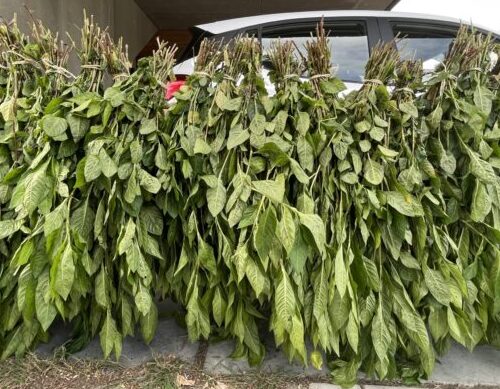 Indigo Leaf Donation